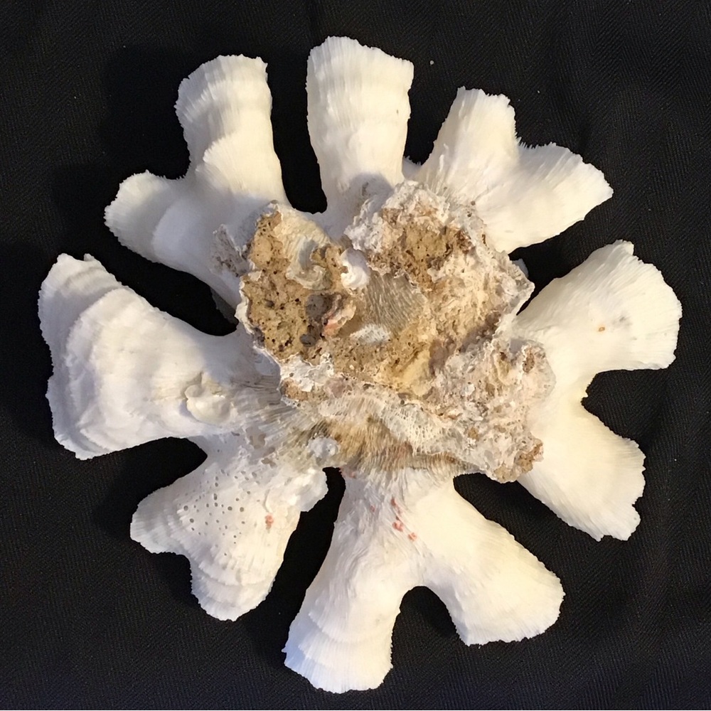 Authentic White Brain Coral Specimen - Picture 5 of 9